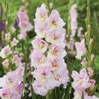 Magenta Princess Gladiolus Thumbnail